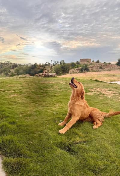Golden Retriever Female Pupps