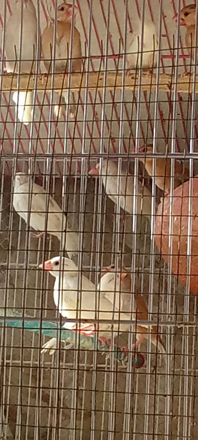 White Java Patay for sale