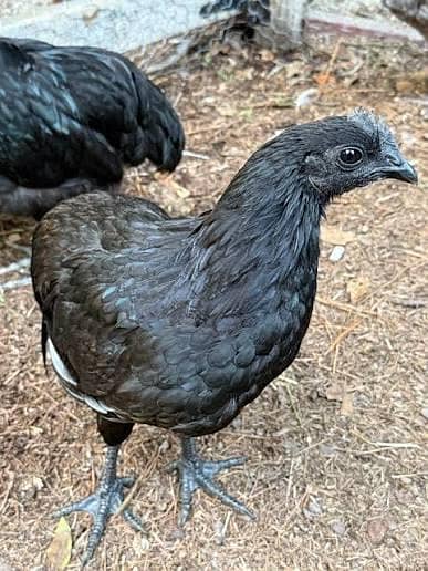 Three month old ayam cemani 3 pcs for sale