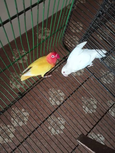 albino/lotino pair with self chick and 2 portion cage