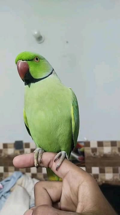 Green rink neck Male