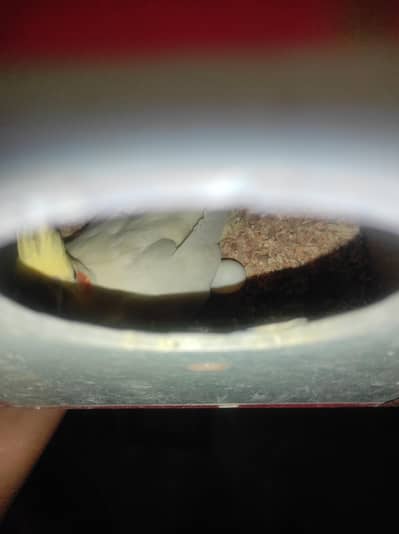 breeder pair . . handtame. . . . price mai kami ho jhy ghi