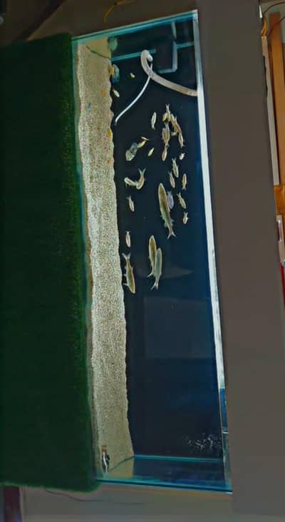 Good Condition fresh water Fish Aquarium.