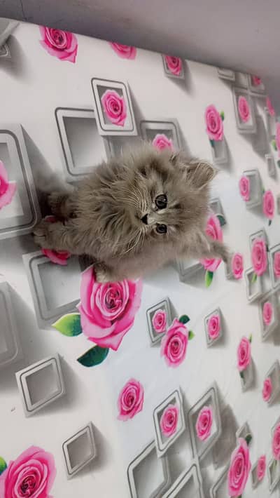 Active & Healthy Triple-Coated Persian Kitten