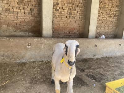 Ready for qurbani male sheep