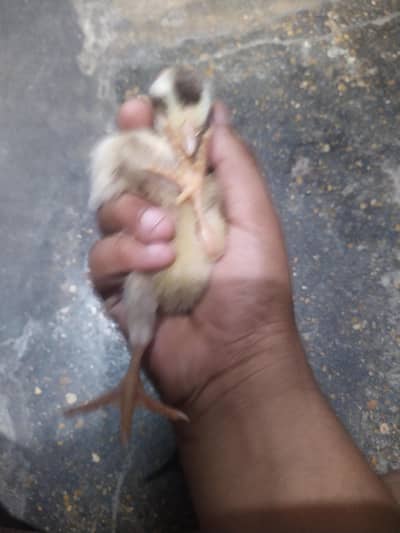 health ganji murgi ki chick
