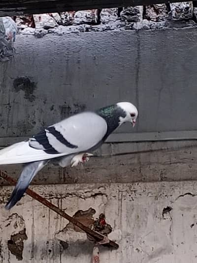 Mukhi kabutar Home breadbread jory han  jora RS 4000