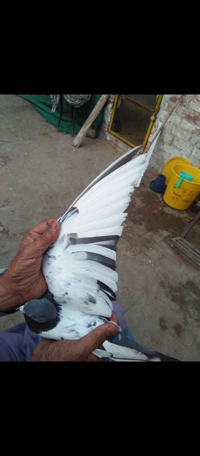 different quality different prices