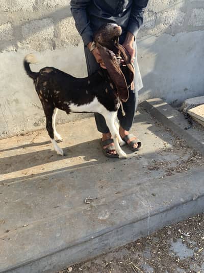 Ajrak kamori and  kala chamba