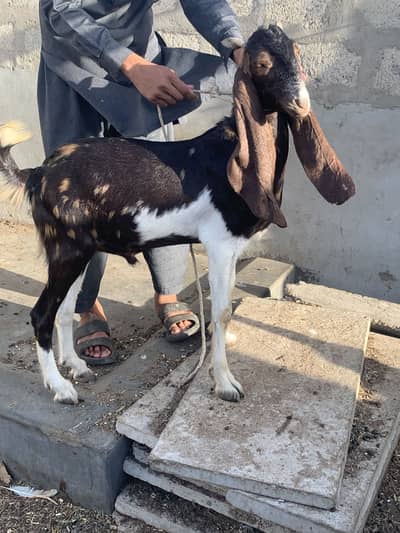 Ajrak kamori and kala chamba