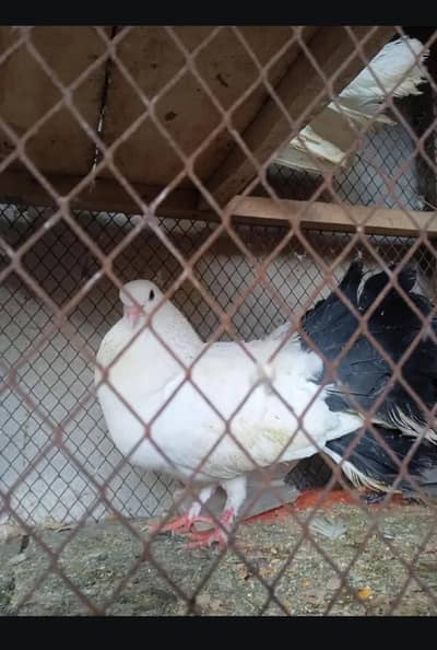 ONLY WHATTSAPP  03336565712