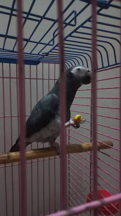AFRICAN GREY PARROT 