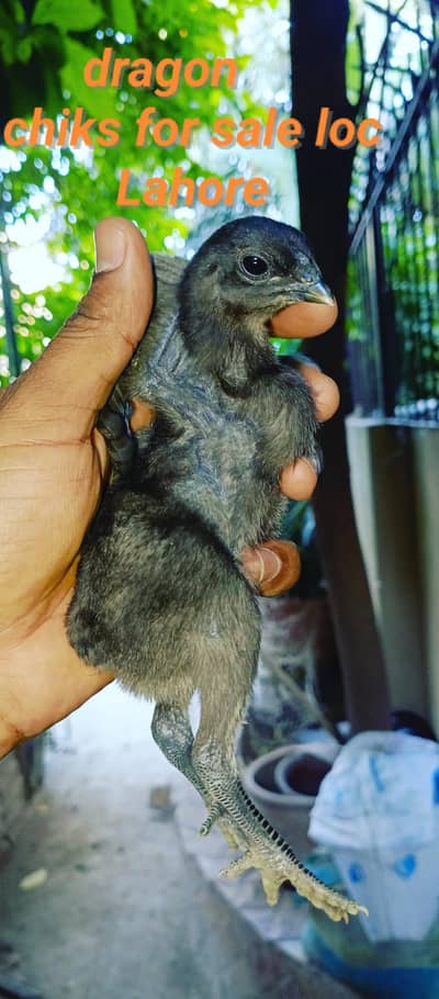 dragon chiks for sale watsap 03024942660