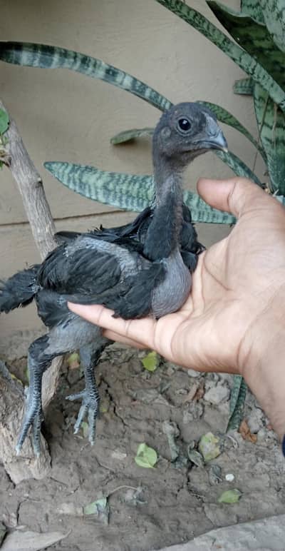 dragon chiks for sale watsap 03024942660