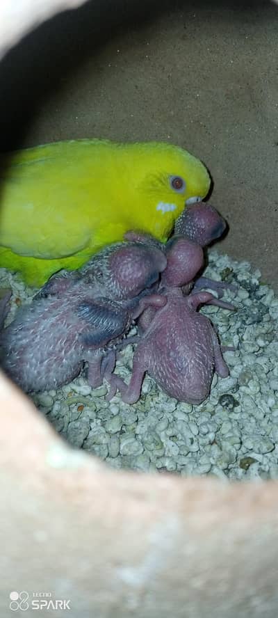 budgies 7 hen bachon ke Sath