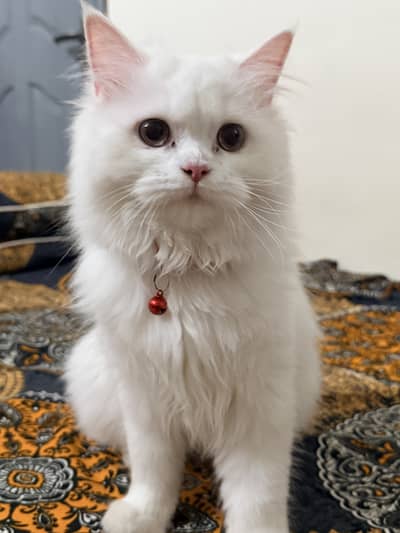 White persian