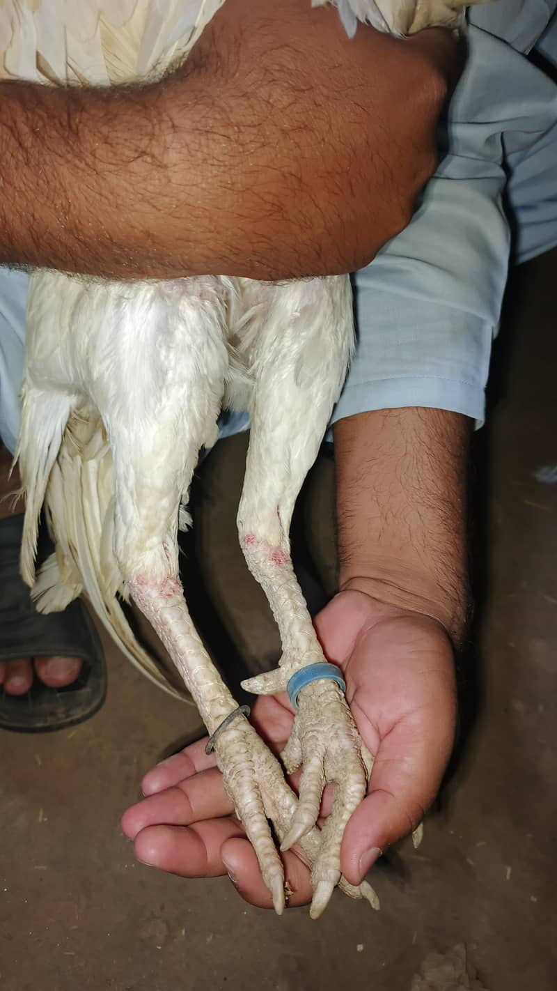 فائنل سیل – سستا اور بہترین کوالٹی 0