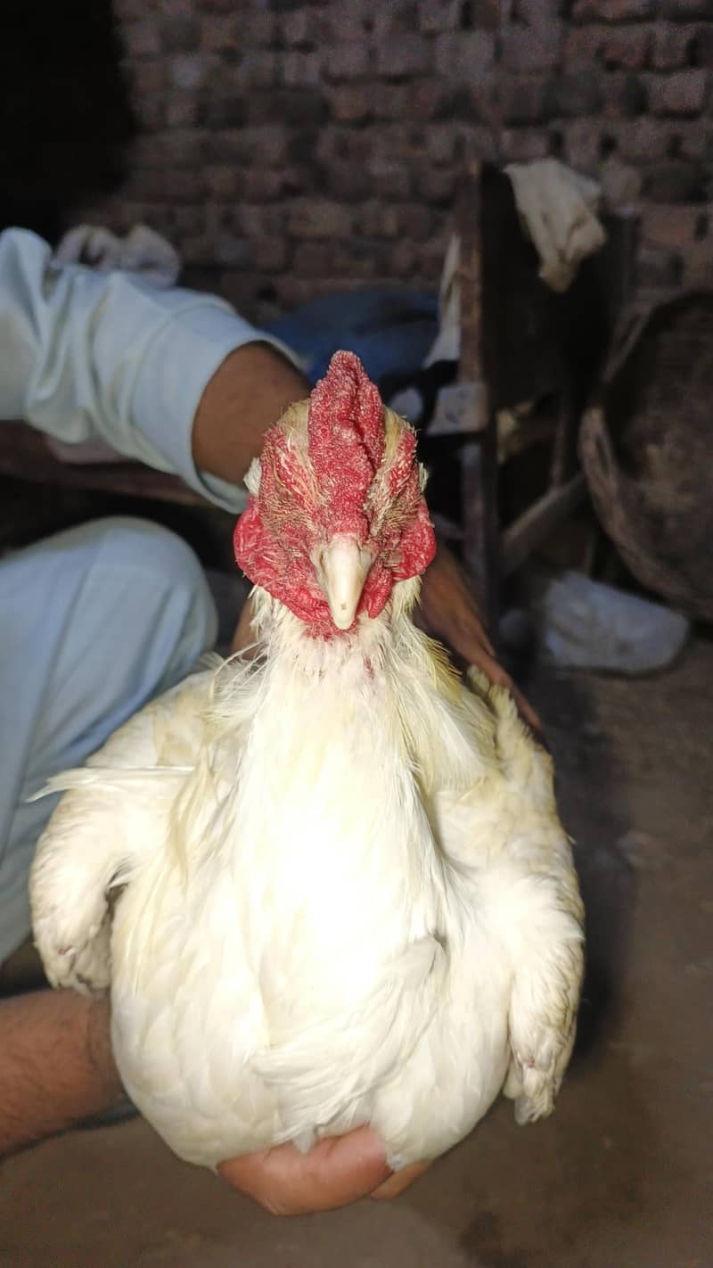 فائنل سیل – سستا اور بہترین کوالٹی 1