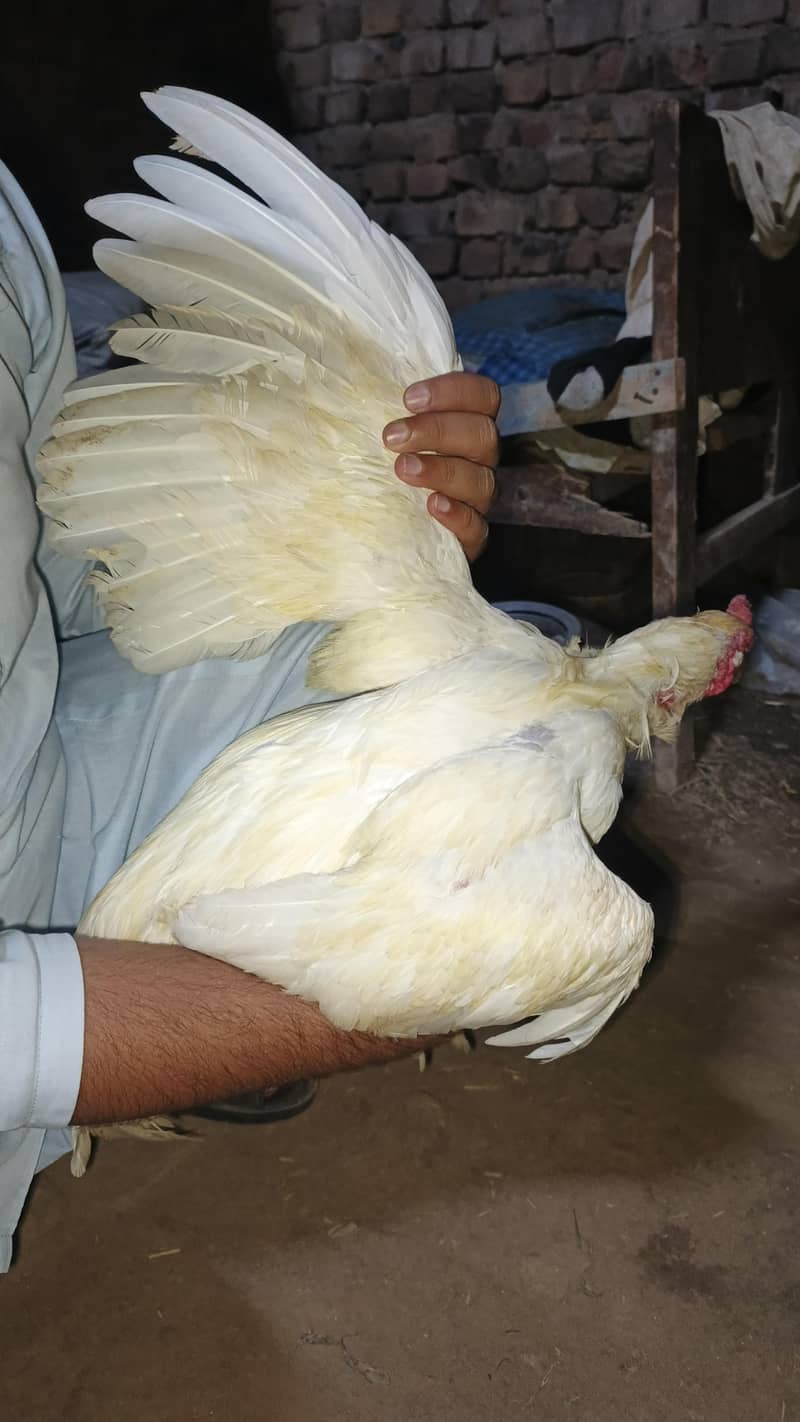 فائنل سیل – سستا اور بہترین کوالٹی 2