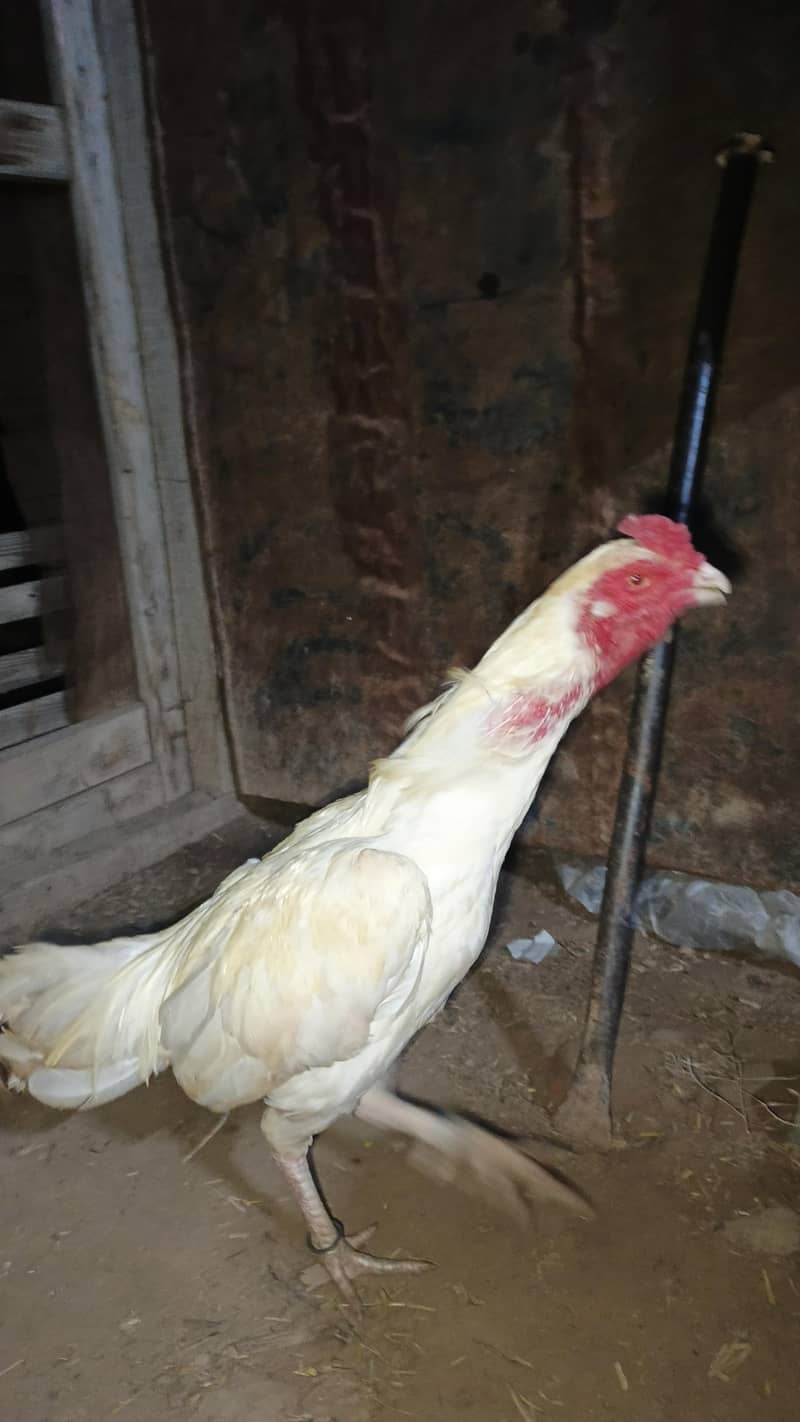 فائنل سیل – سستا اور بہترین کوالٹی 3