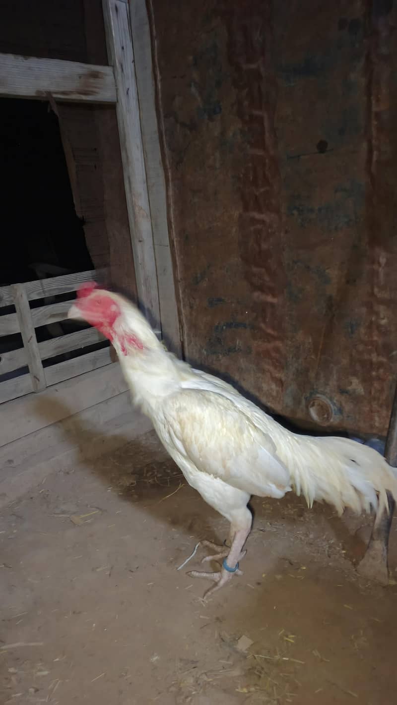 فائنل سیل – سستا اور بہترین کوالٹی 4