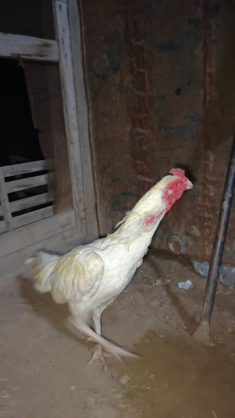 فائنل سیل – سستا اور بہترین کوالٹی 5