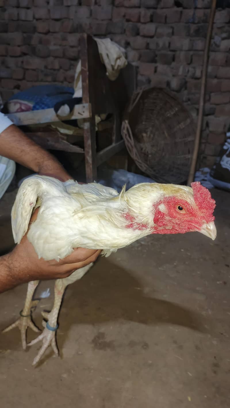 فائنل سیل – سستا اور بہترین کوالٹی 6