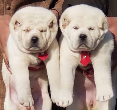 King alabai dog pair 2 months for sale security dog