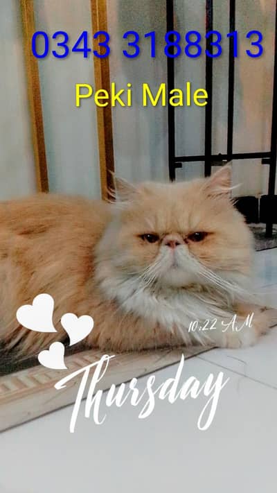 Matting Peki Male Cat