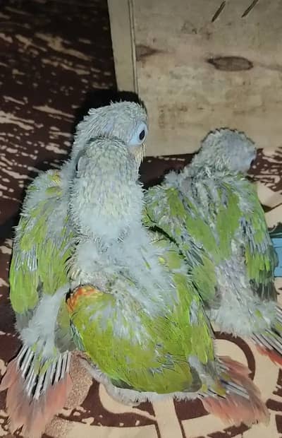 extreme red factor pineapple chota conure chiks hand feed hand tame