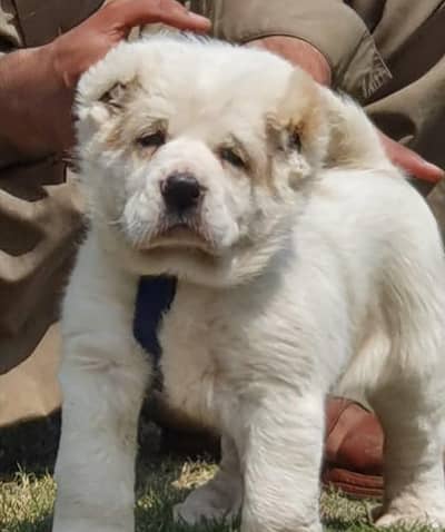Alabai puppy / Alabai Dog / puppy | king Alabai security dog for sale