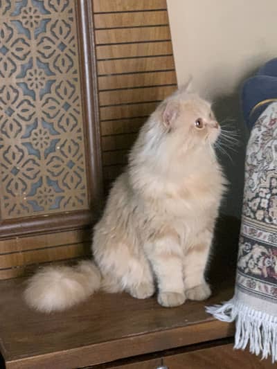 Persian cat triple coated litter train active and playf