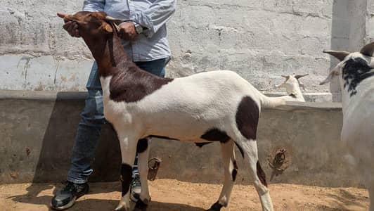 qurbani 2026 |بکری|Bakri|bakra|bakray for sale |desi bakri|Goat