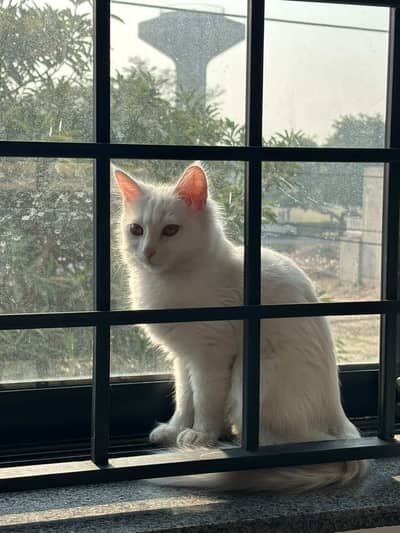 Kittens for adoption Fsd