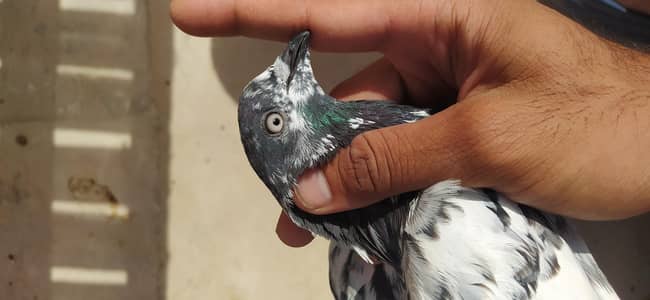 pegions pairs for sale