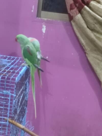 raw Kashmiri pahadi female parrot for sale