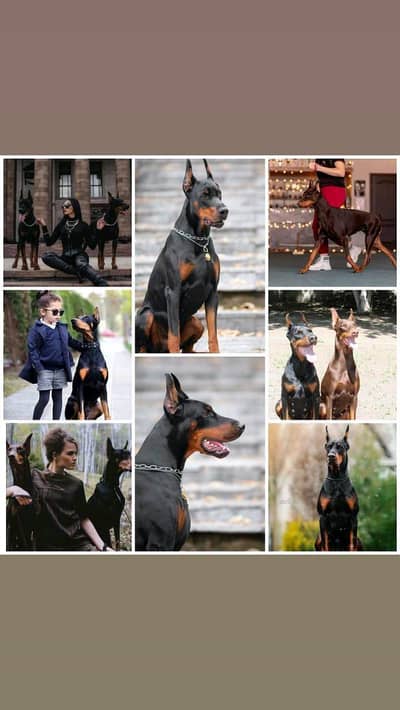 IMPORTED DOBERMAN PUPPIES AVAILABLE FOR SALE