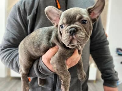 FRENCH BULLDOG PUPPIES ARE AVAILABLE FOR SALE