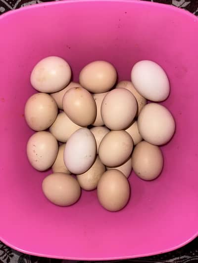 100% fertile desi egg available