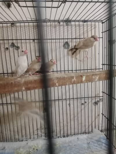 Fawn Java pairs for sale