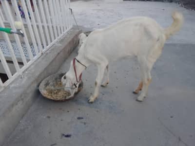 bakri for sale