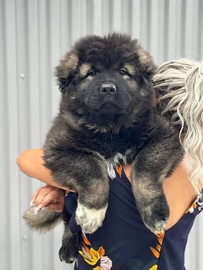 IMPORTED CACUSAIN SHEPHERD PUPPIES AVAILABLE FOR SALE