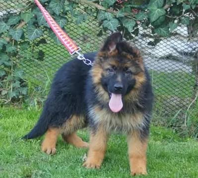 German shepherd puppies for sale healthy 0313=4934962