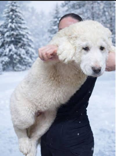 IMPORTED ALABAI PUPPIES AVAILABLE FOR SALE