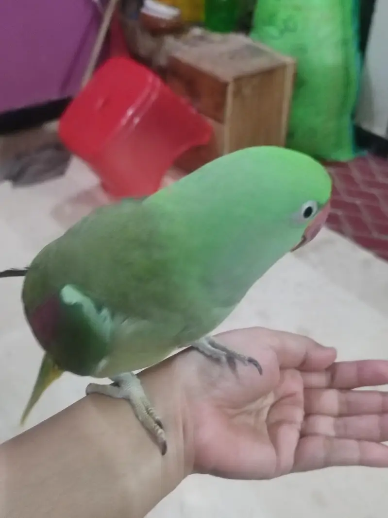 raw Kashmiri pahadi female parrot for sale — photo 4