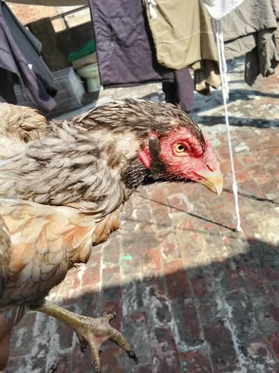 aseel Ando wali murgi