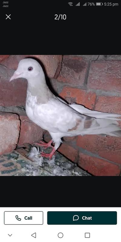 my WhatsApp 03075197074