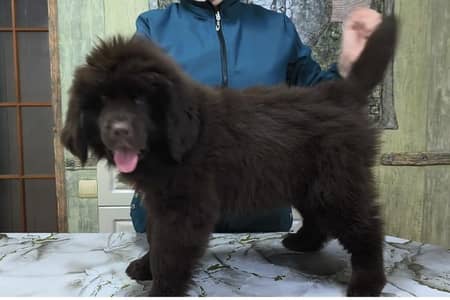 IMPORTED NEWFOUNDLAND PUPPIES AVAILABLE FOR SALE