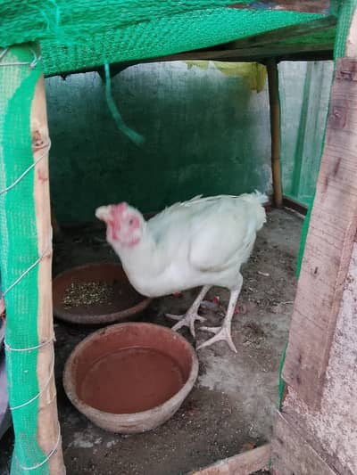 heera aseel long height