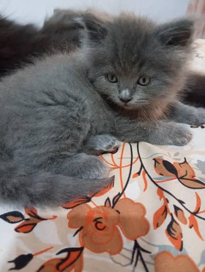 Persian kittens for sale